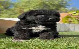 Perro de Agua Español perros en venta: PERRO DE AGUA ESPAÑOL HEMBRA - Imagen 25