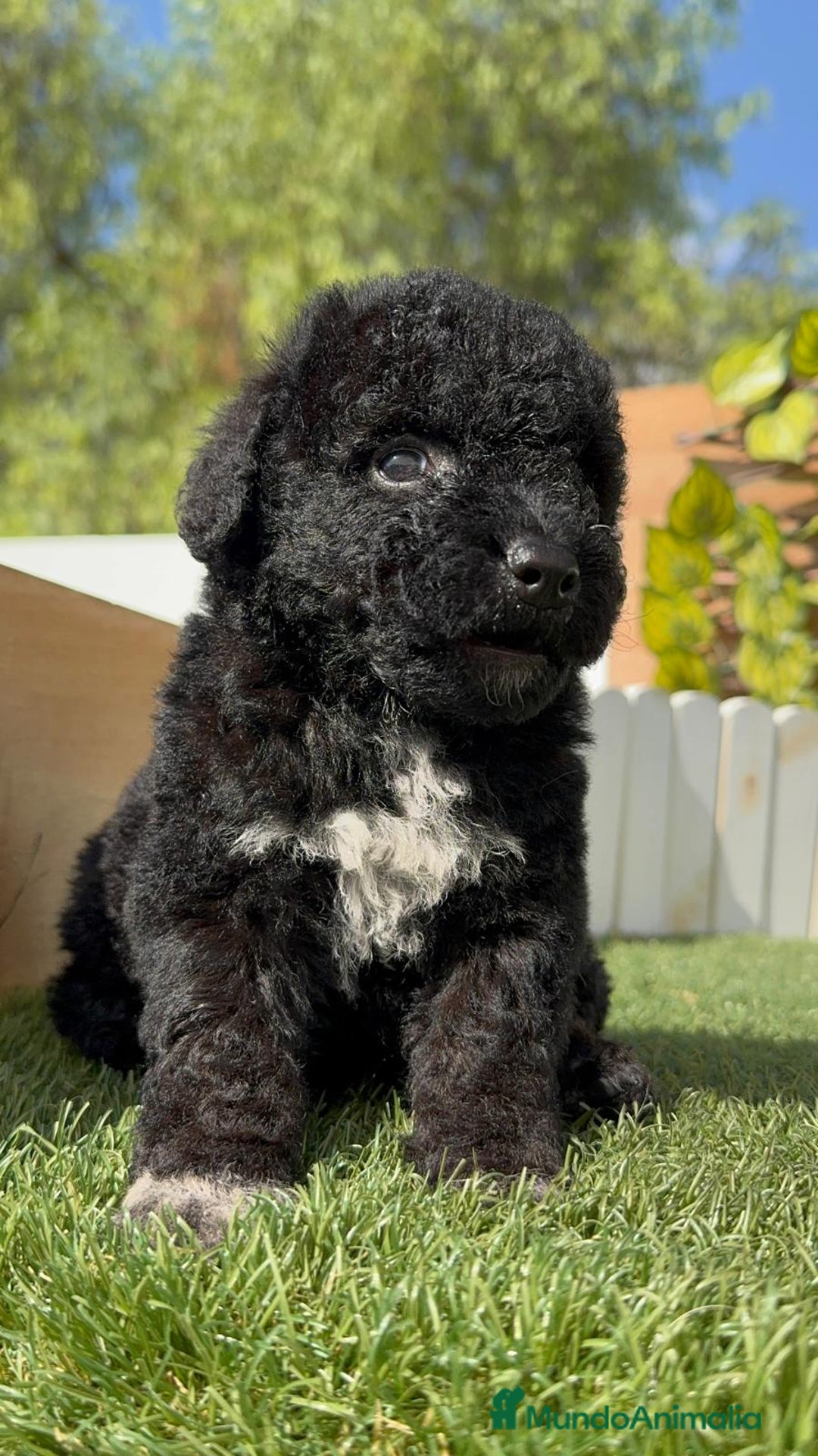 Perro de Agua Español perros en venta: PERRO DE AGUA ESPAÑOL HEMBRA - Imagen 25