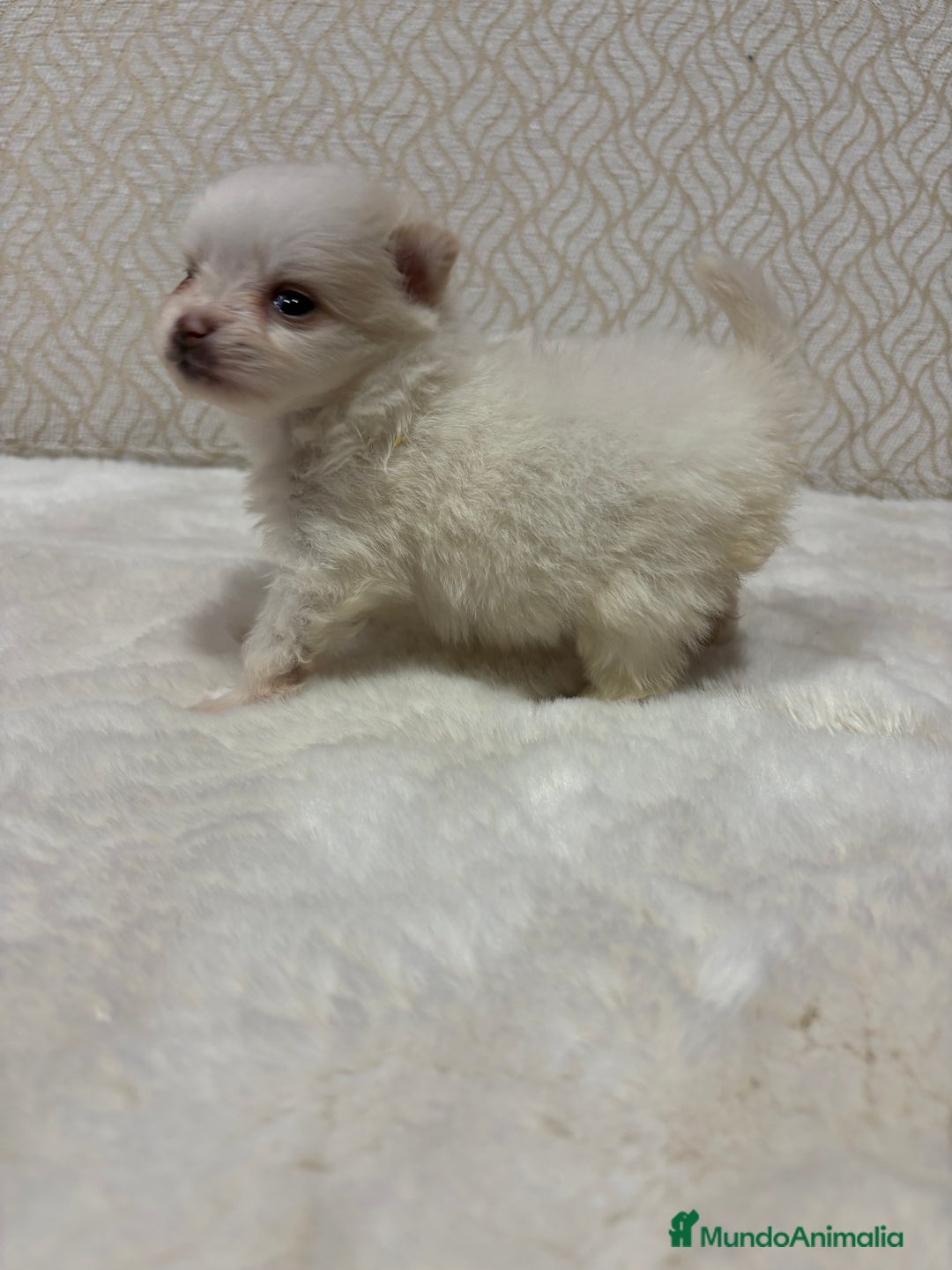 Pomerania perros en venta: Lulu Pomerania Toy hembra naranja blanca  - Anuncio 35