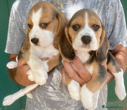 Beagle perros - Anuncio 6