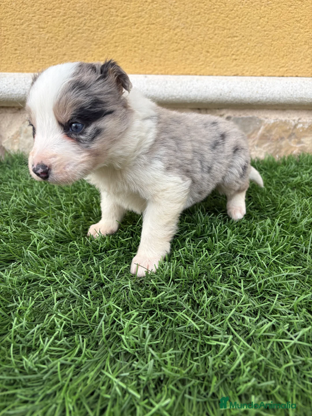 Border Collie perros en venta: Border Collie macho Merle precioso - Anuncio 7