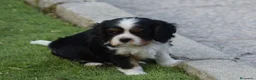 Cavalier King Charles Spaniel perros en venta: cachorro calidad compañia - Anuncio 7