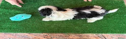 Shih Tzu perros en venta: Shihtzu blanco y negro - Anuncio 7