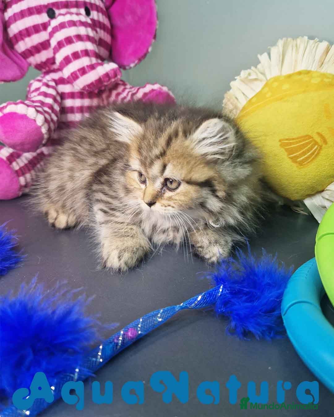 Británico de Pelo Largo gatos en venta: British Longhair Hembra 7725 AQUANATURA - Imagen 6