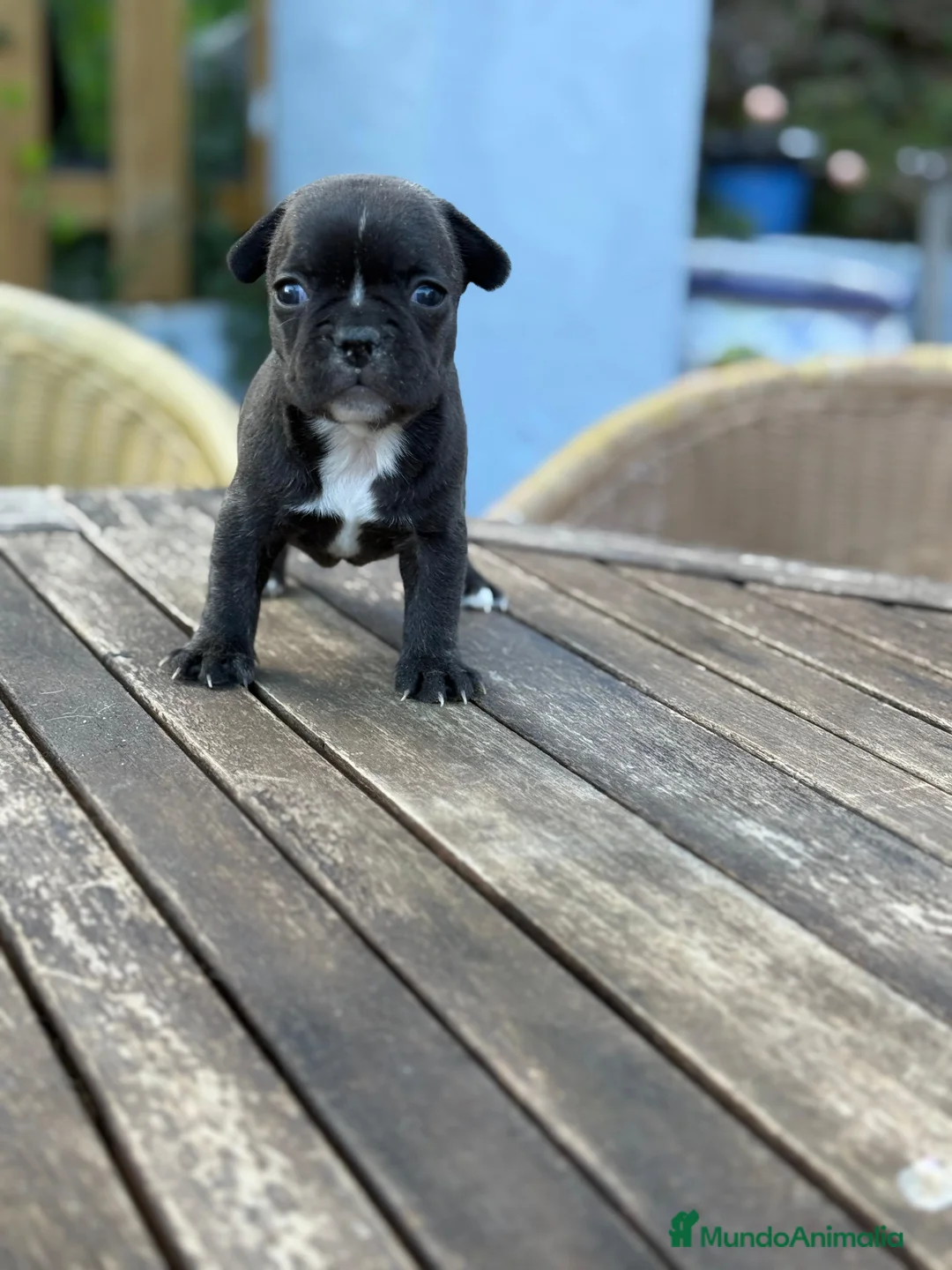 Bulldog Francés perros en venta: Bulldog francés Hembra negra atigrada preciosa  - Anuncio 2