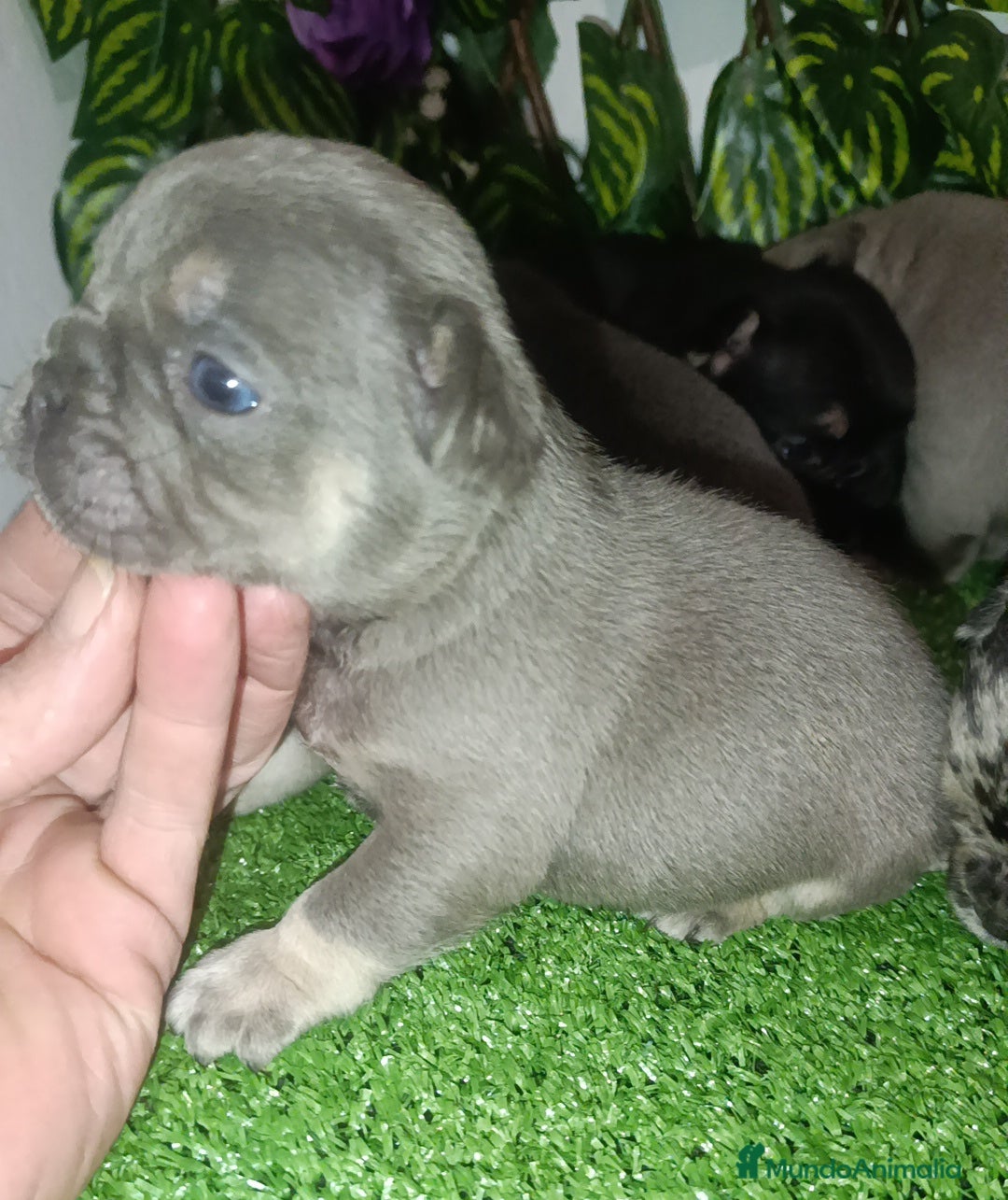 Bulldog Francés perros en venta: Bulldog francés  - Anuncio 2
