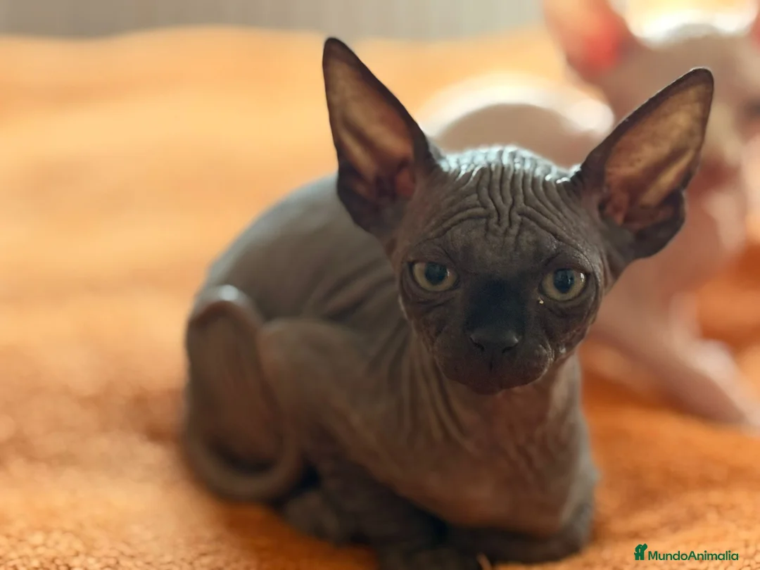 Sphynx gatos en venta: Gatita sphynx color negro! - Anuncio 6