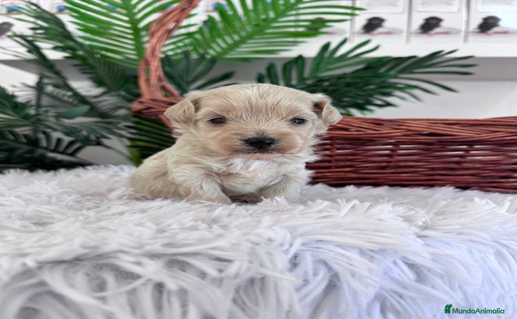 Maltipoo perros - Anuncio 1