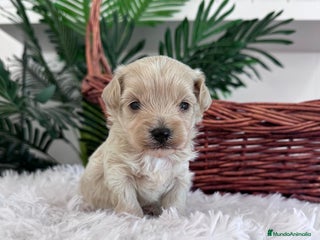 Maltipoo perros - Anuncio 3