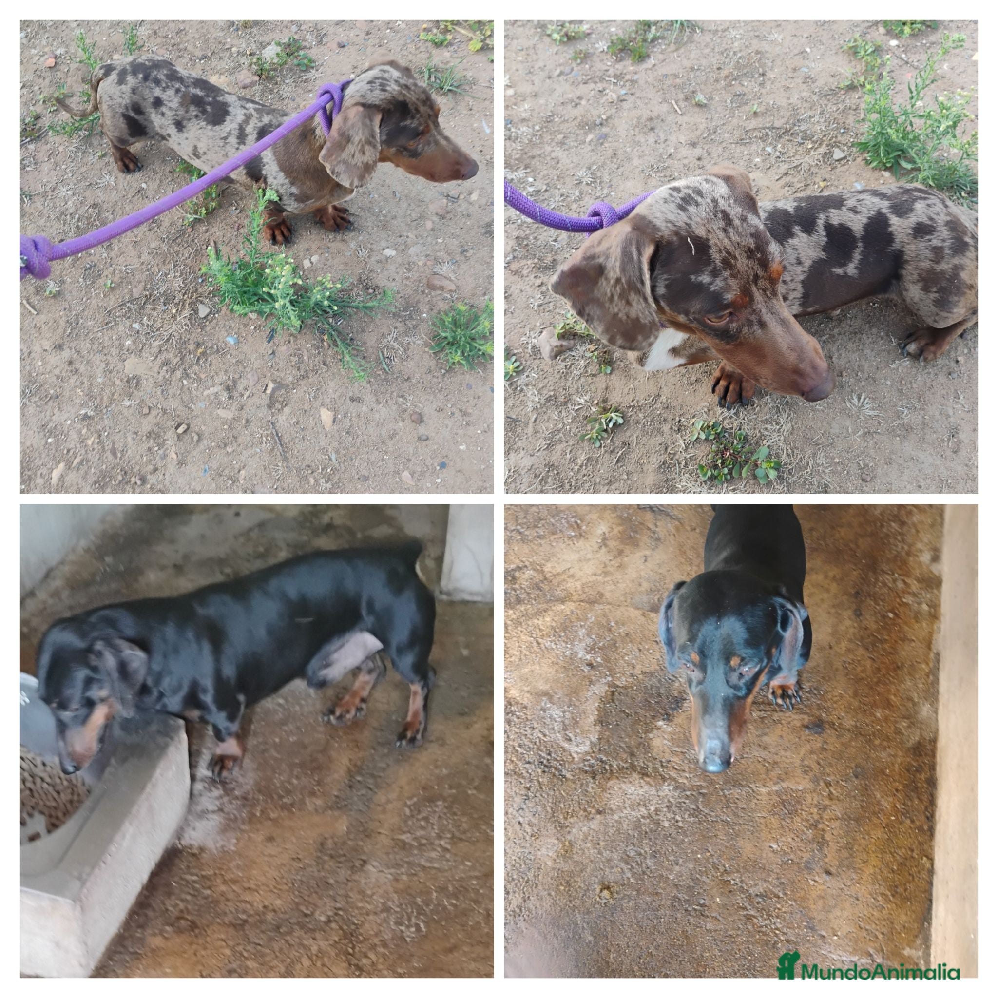 Teckel perros Machos teckel standar adultos  - Anuncio 1