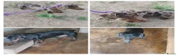 Teckel perros en venta: Machos teckel standar adultos  - Anuncio 1