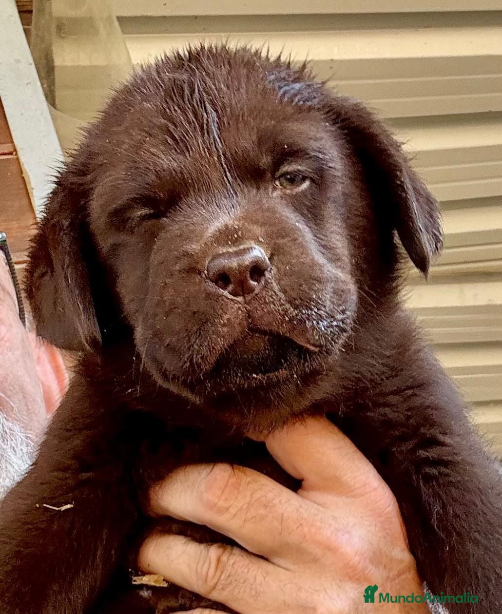 Labrador Retriever perros labrador chocolate  - Anuncio 1