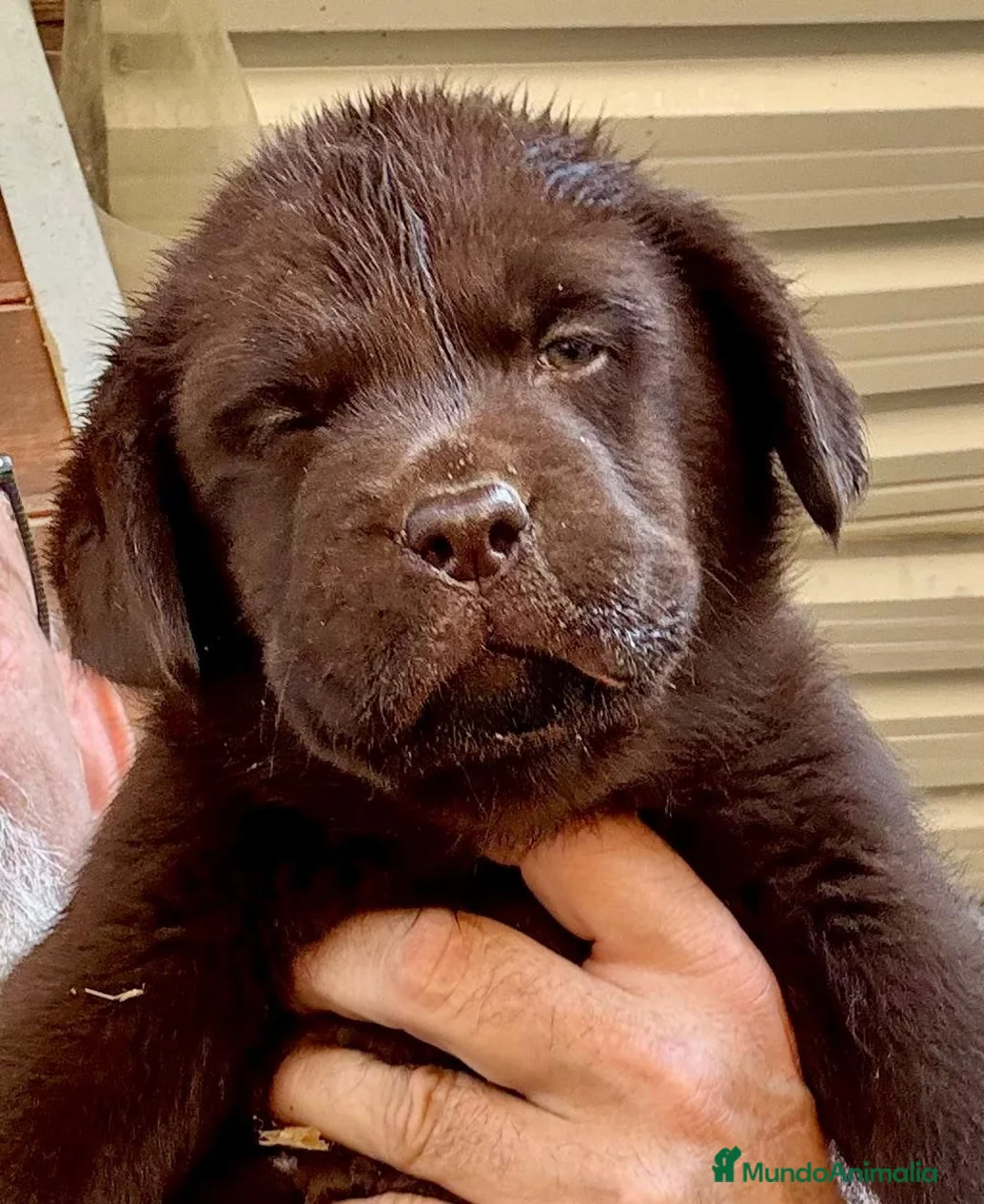 Labrador Retriever perros en venta: labrador chocolate  - Anuncio 11