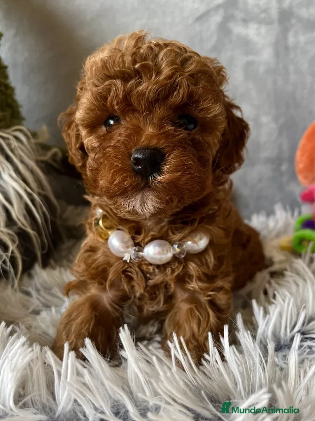 Caniche Toy perros en venta: caniche toy asiáticas hembras  en Pontevedra - Anuncio 1