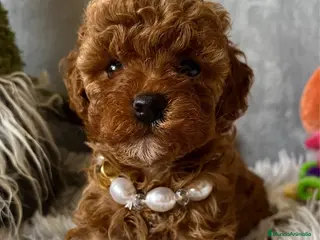 Caniche Toy perros caniche toy asiáticas hembras - Anuncio 2