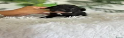 Cocker Spaniel Inglés perros en venta: COCKER SPANIEL INGLES - Anuncio 2
