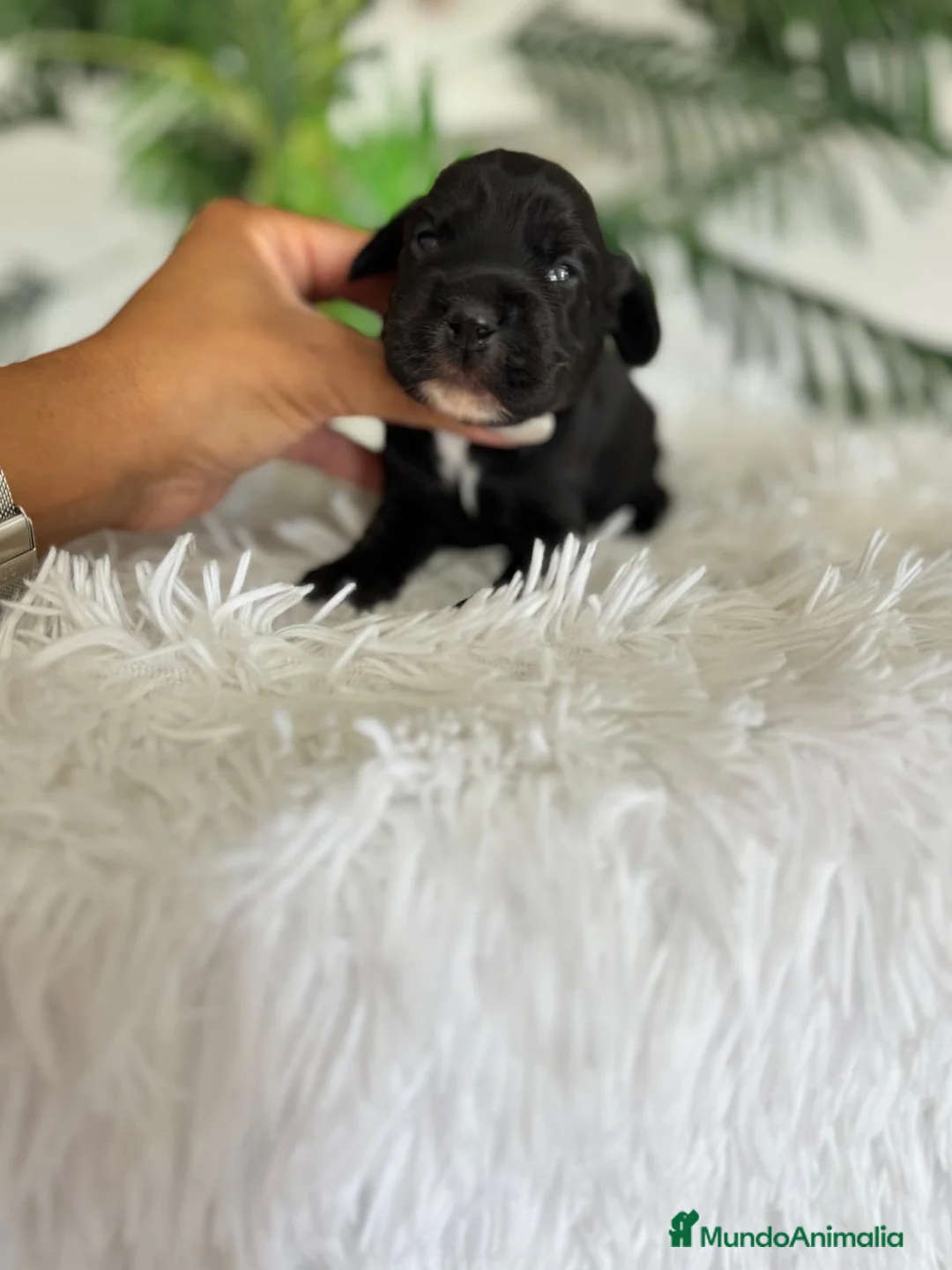 Cocker Spaniel Inglés perros en venta: COCKER SPANIEL INGLES - Anuncio 2