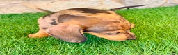 Teckel Miniatura perros en venta: Teckel miniatura merle choco - Anuncio 8