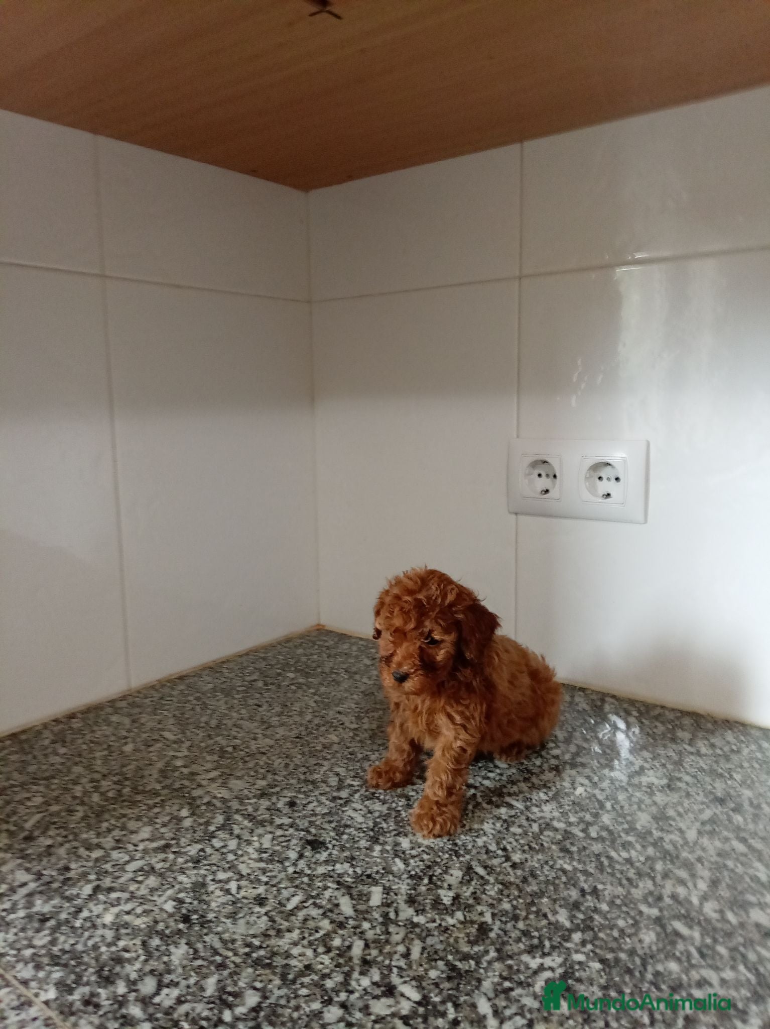 Caniche Toy perros Caniche toy - Anuncio 1