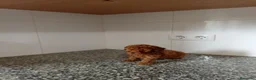 Caniche Toy perros en venta: Caniche toy - Anuncio 1