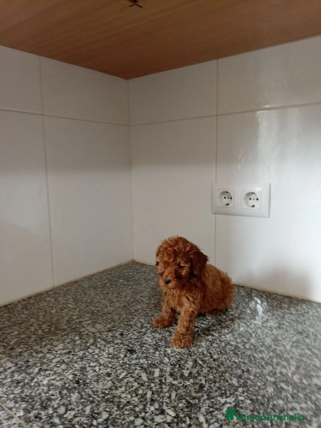 Caniche Toy perros en venta: Caniche toy - Anuncio 1