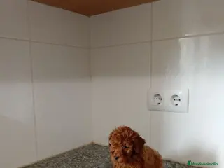 Caniche Toy perros Caniche toy - Anuncio 1