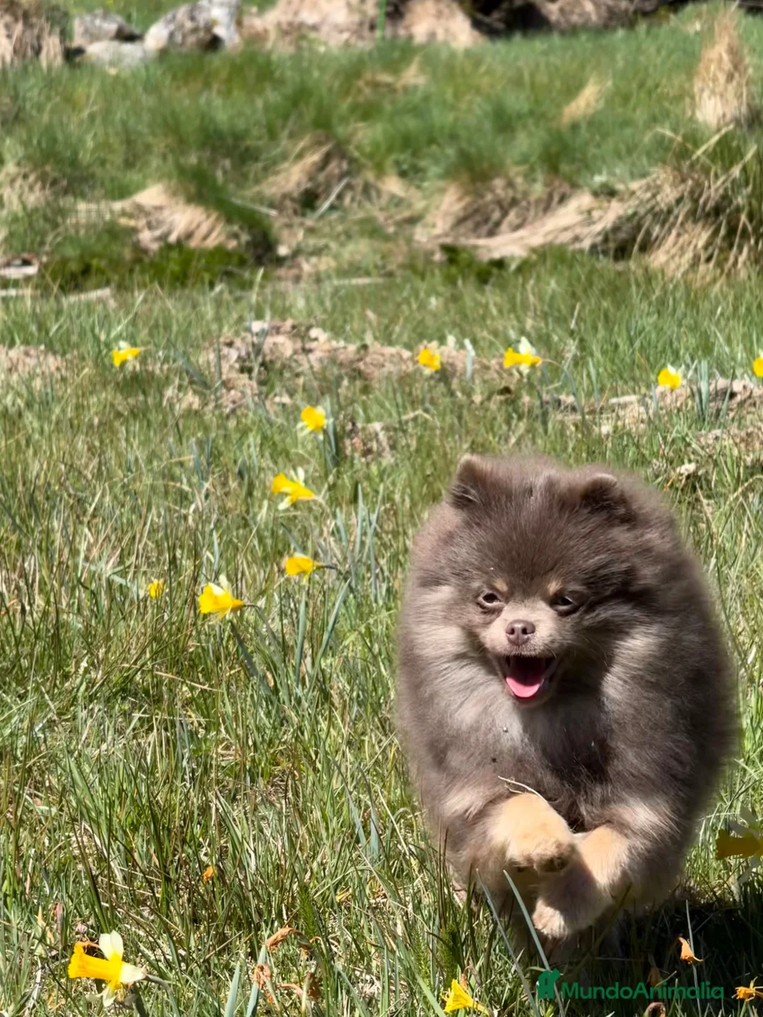Pomerania perros para monta: 💜✨ Precioso Lilac&tan para montas ✨💜 - Anuncio 2