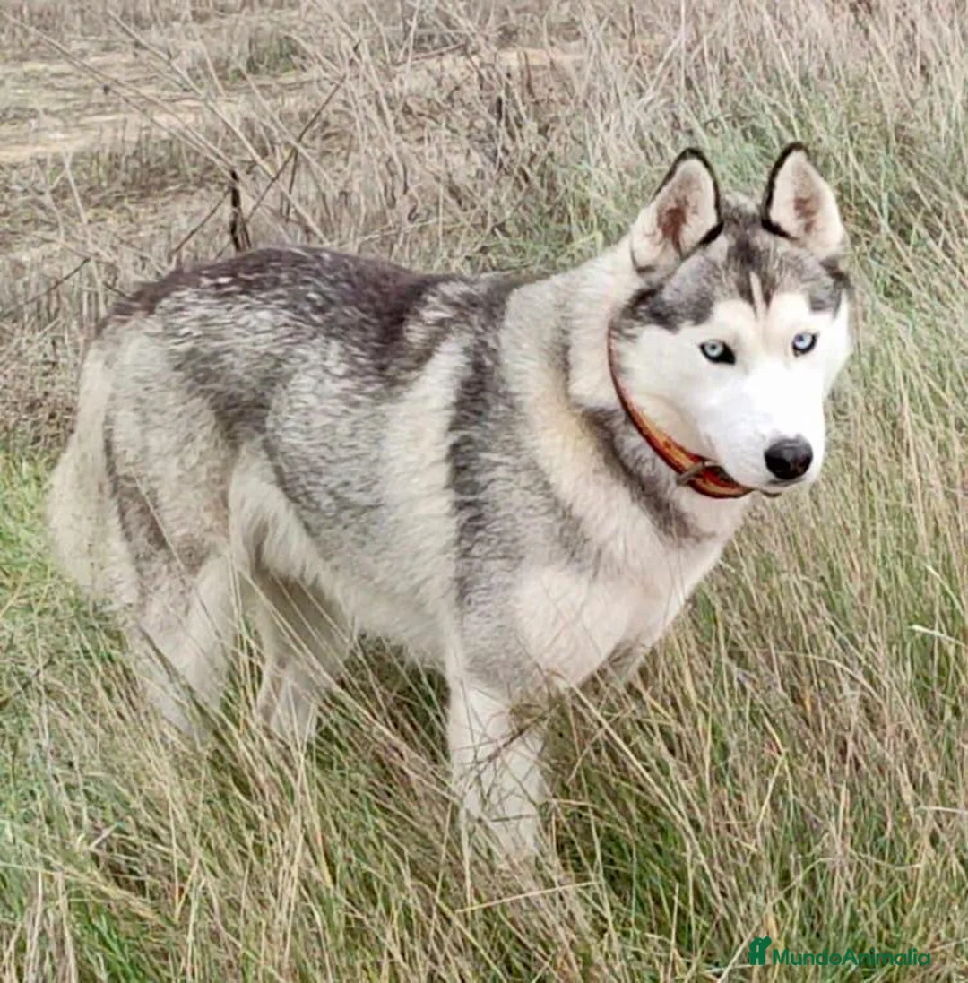 Husky Siberiano perros en venta: Husky Siberiano  - Anuncio 4