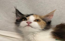 Maine Coon gatos en venta: Maine Coon Hembras - Imagen 23