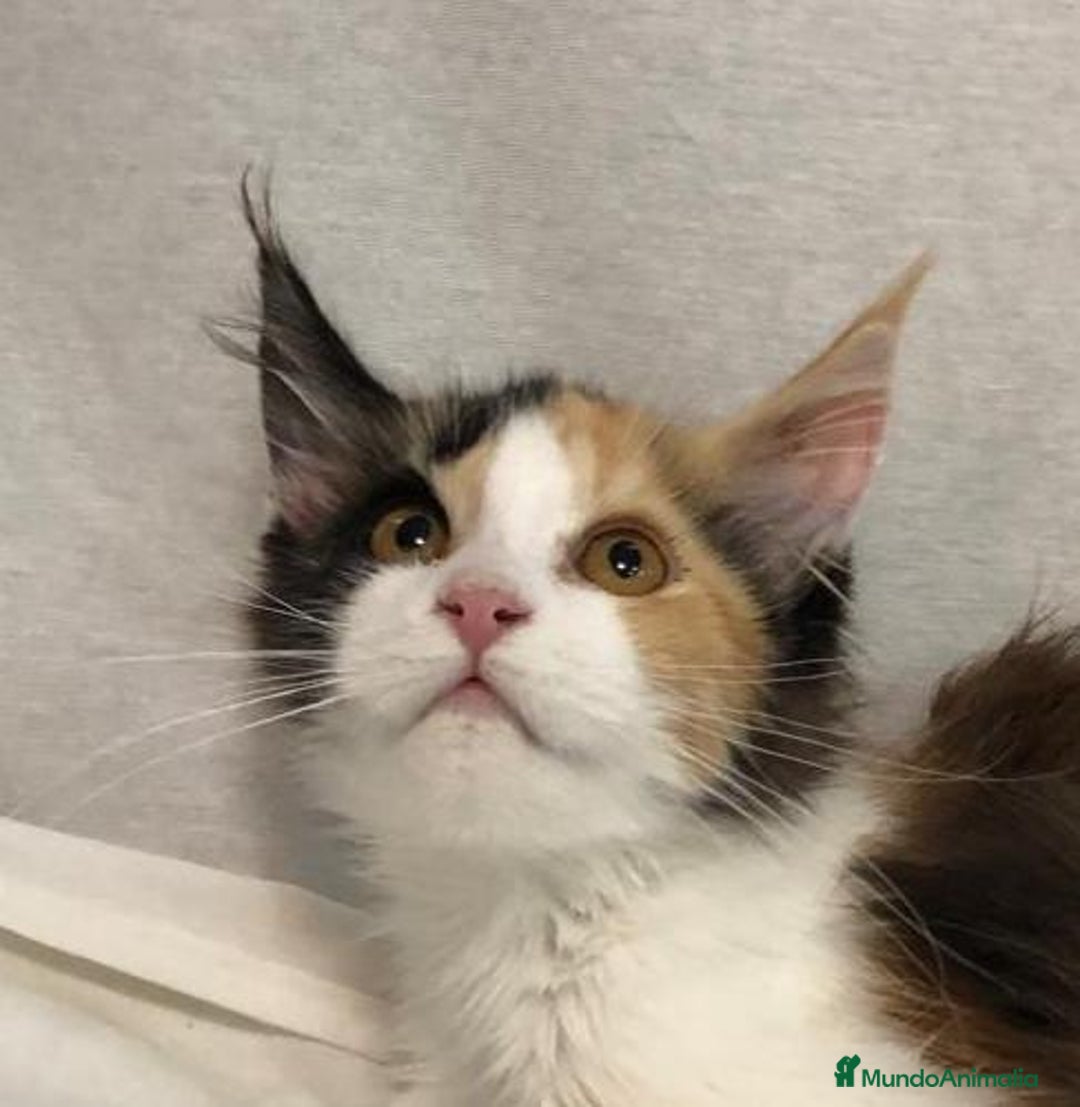 Maine Coon gatos en venta: Maine Coon Hembras - Imagen 23