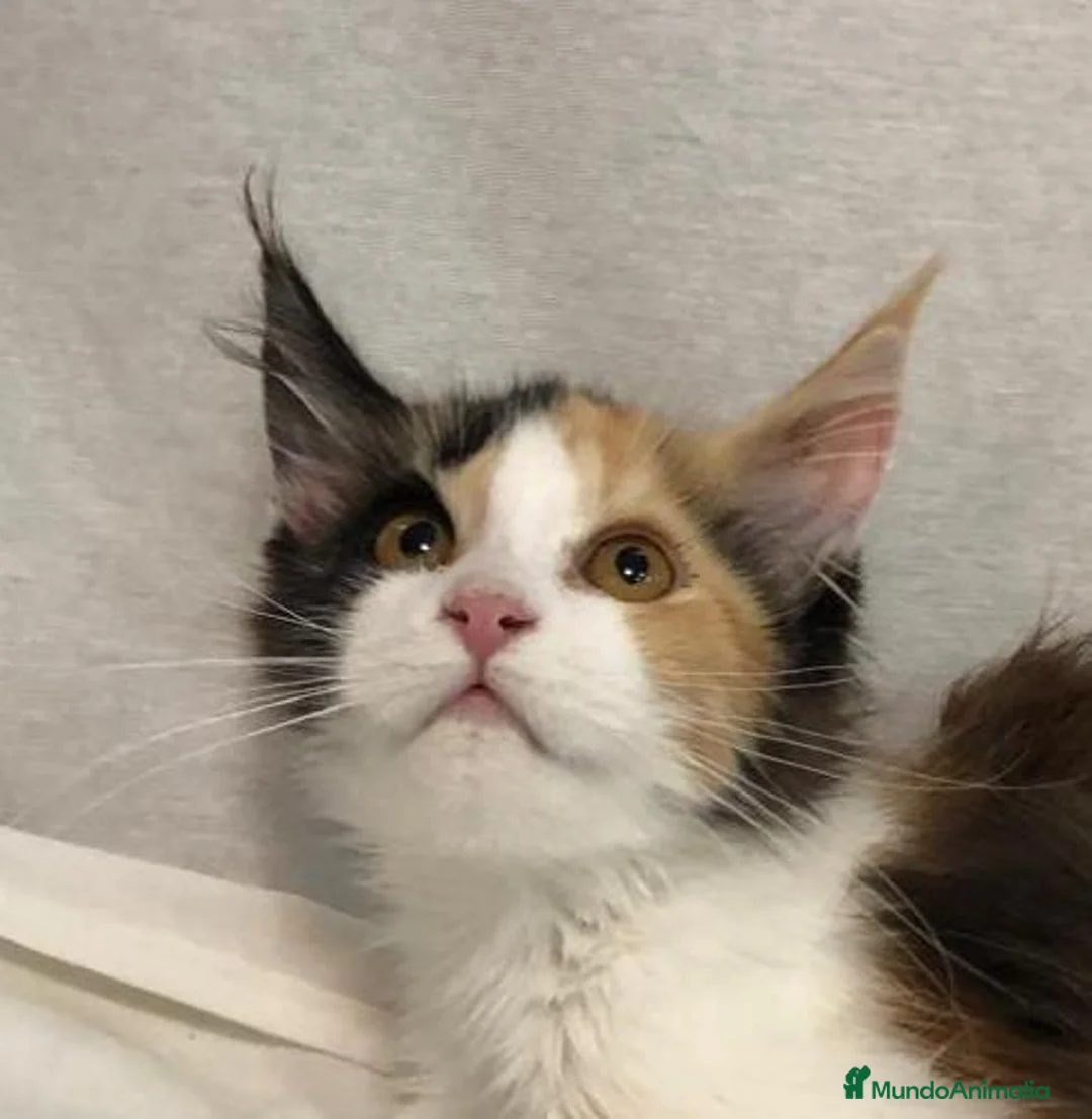 Maine Coon gatos en venta: Maine Coon Hembras - Anuncio 23