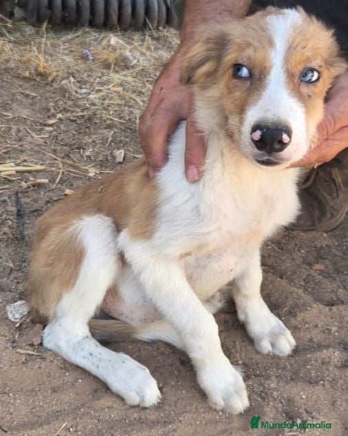 Border Collie perros Precisos border collie - Anuncio 1