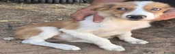 Border Collie perros en adopcion: Precisos border collie - Anuncio 1