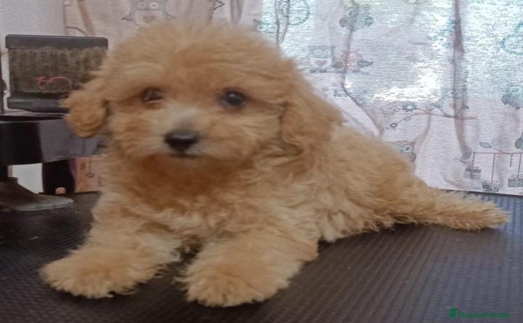 Caniche Toy perros - Anuncio 1