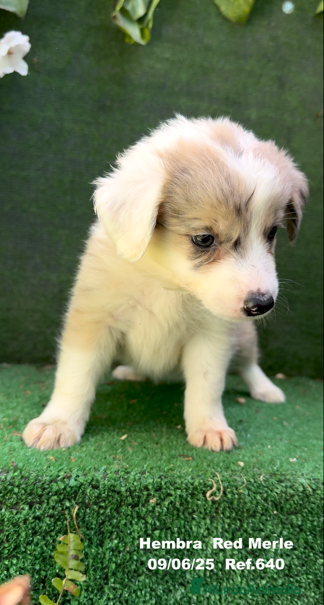 Border Collie perros en venta: Border Collie hembra red Merle - Imagen 7