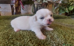 Shih Tzu perros en venta: SHIH TZUS TAMAÑO PEQUEÑO PURA RAZA  - Imagen 5