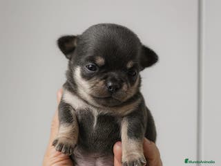 Chihuahua perros Chihuahua toy blue cabeza manzana - Anuncio 12