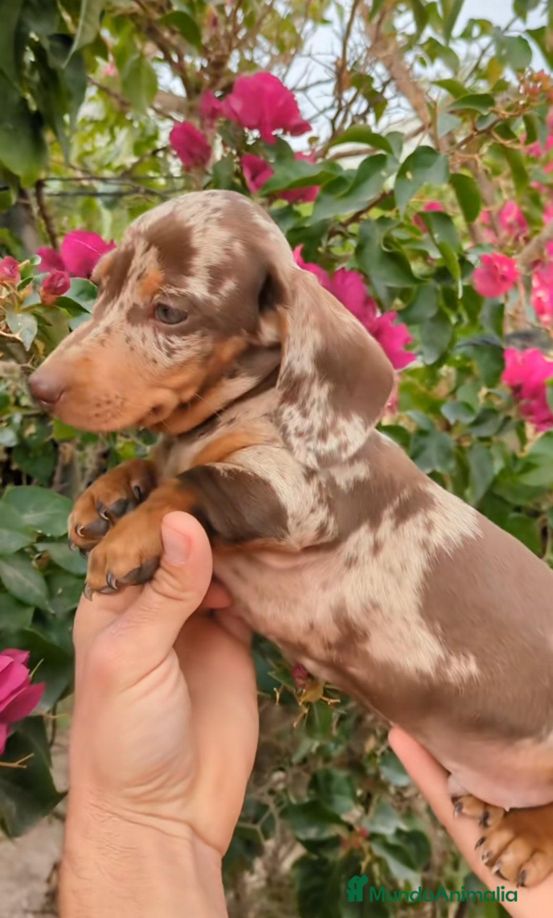 Teckel Miniatura perros en venta: Teckels miniatura  - Anuncio 4