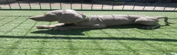 Weimaraner perros en venta: BRACO DE WEIMAR - Anuncio 19