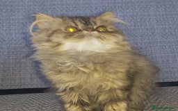 Persa gatos en venta: Gatito Persa disponible  - Imagen 1