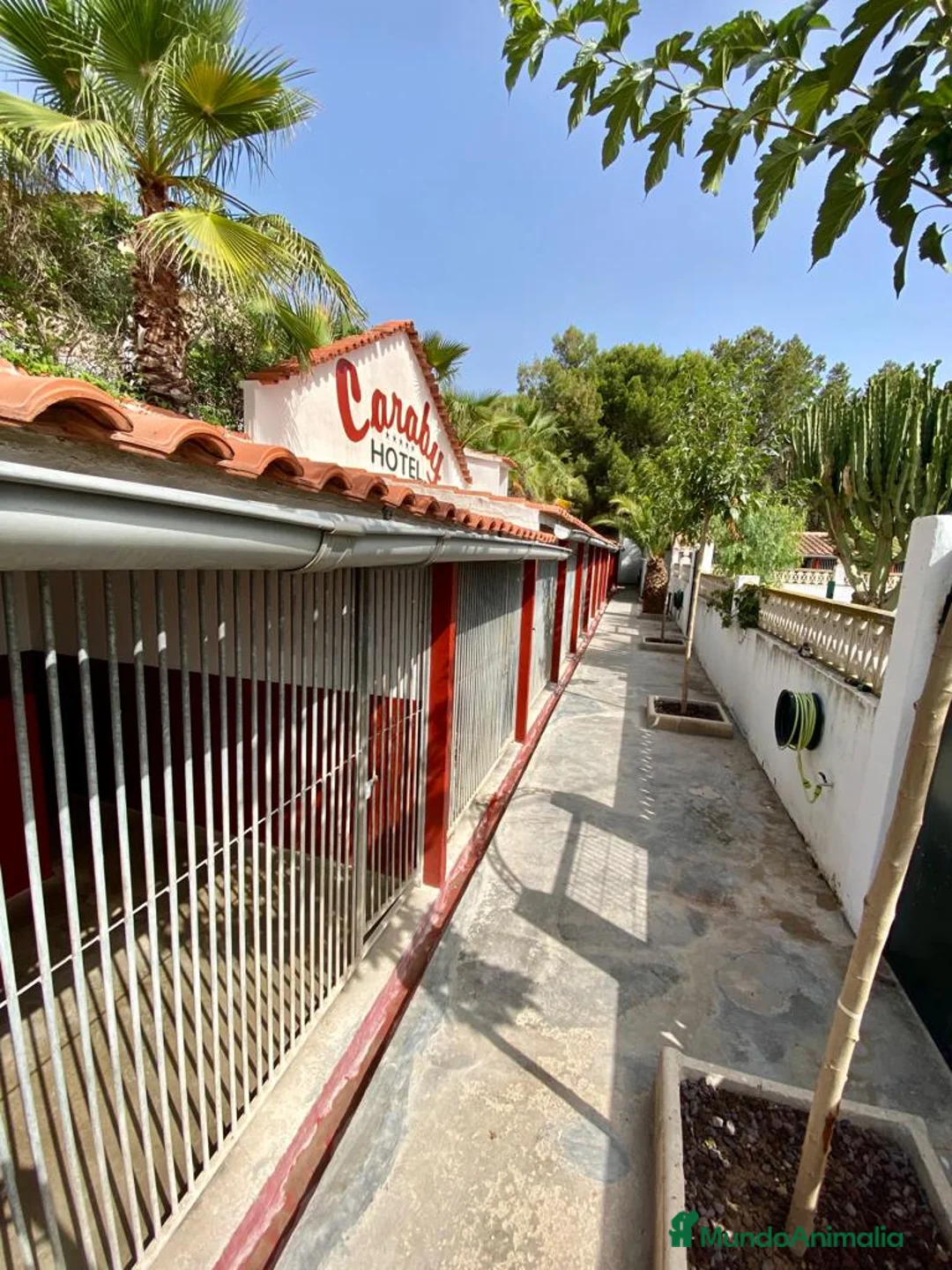 Pinscher Alemán perros en venta: Benidorm Todos los servicios para tu mascota  en Alicante - Anuncio 9