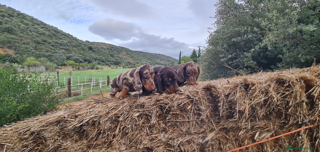 Imagen de galería {{count}}