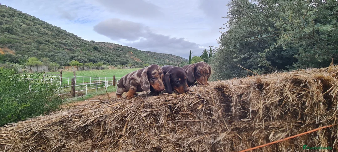 Imagen de galería {{count}}