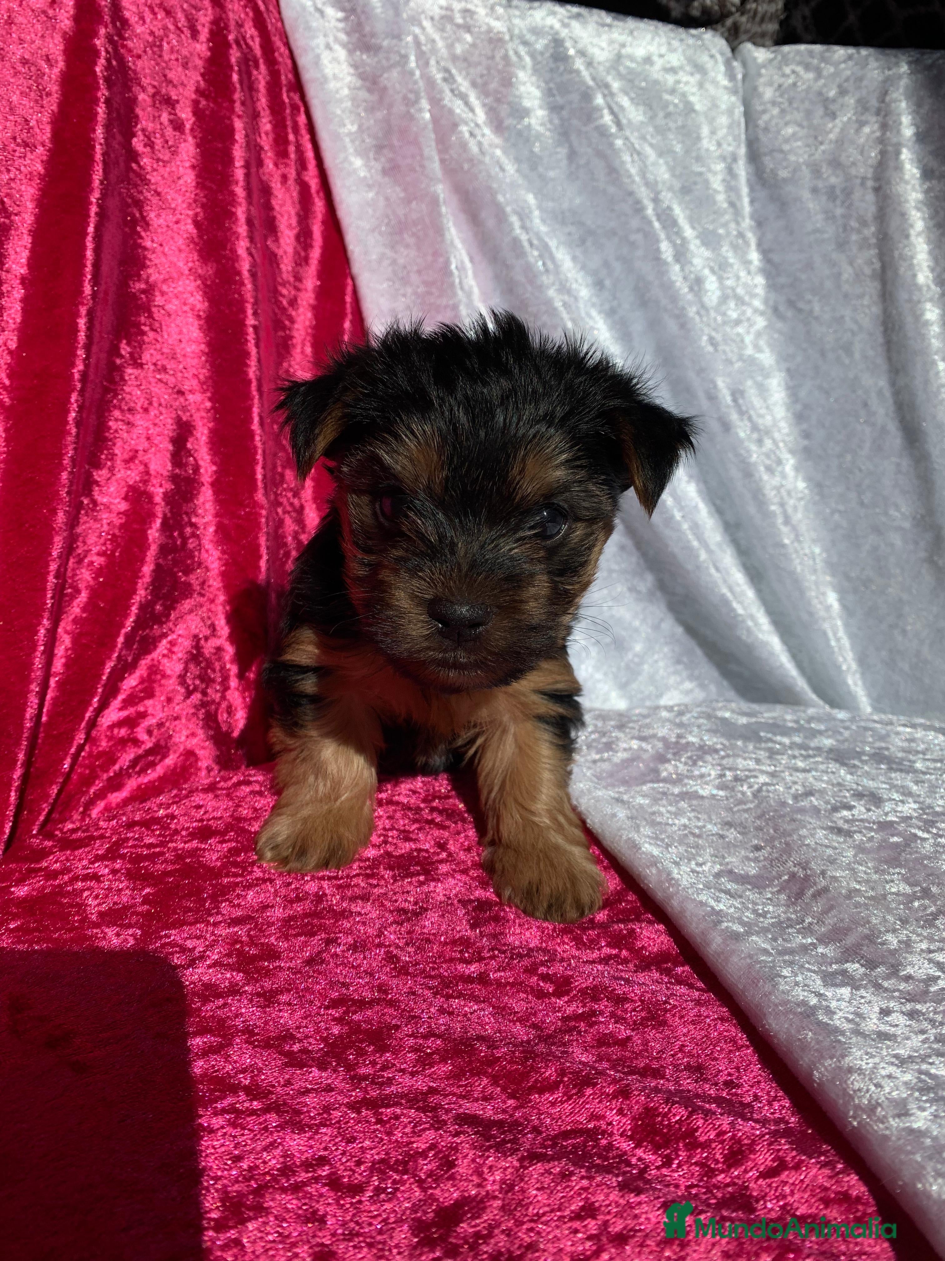 Yorkshire Terrier perros Cachorros de Yorkshire  - Anuncio 1