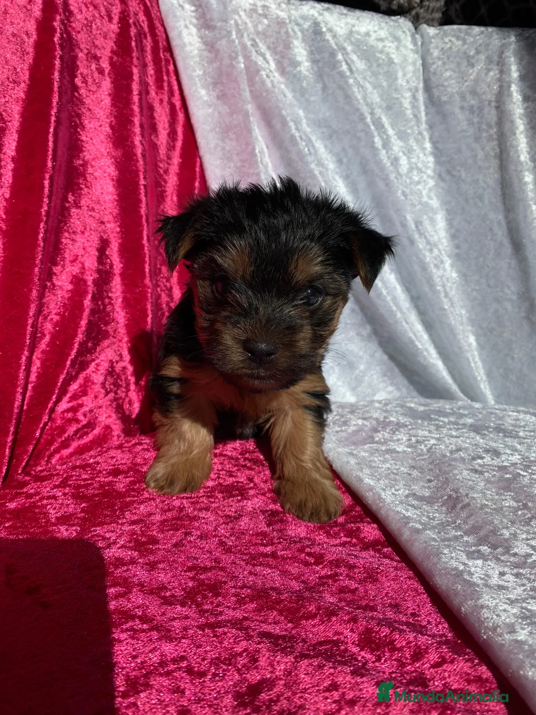 Yorkshire Terrier perros en venta: Cachorros de Yorkshire  - Anuncio 1
