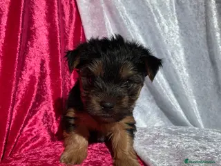 Yorkshire Terrier perros Cachorros de Yorkshire - Anuncio 2