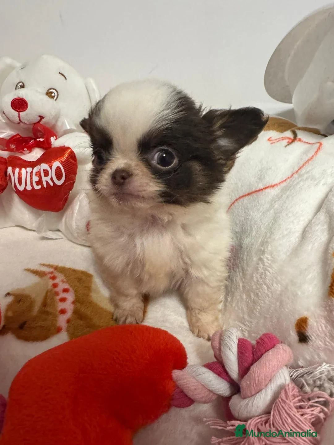 Chihuahua perros en venta: Chihuahua línea rusa - Anuncio 2