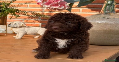 Perro de Agua Español perros Cachorritos de perro de aguas. Varios colores - Anuncio 1