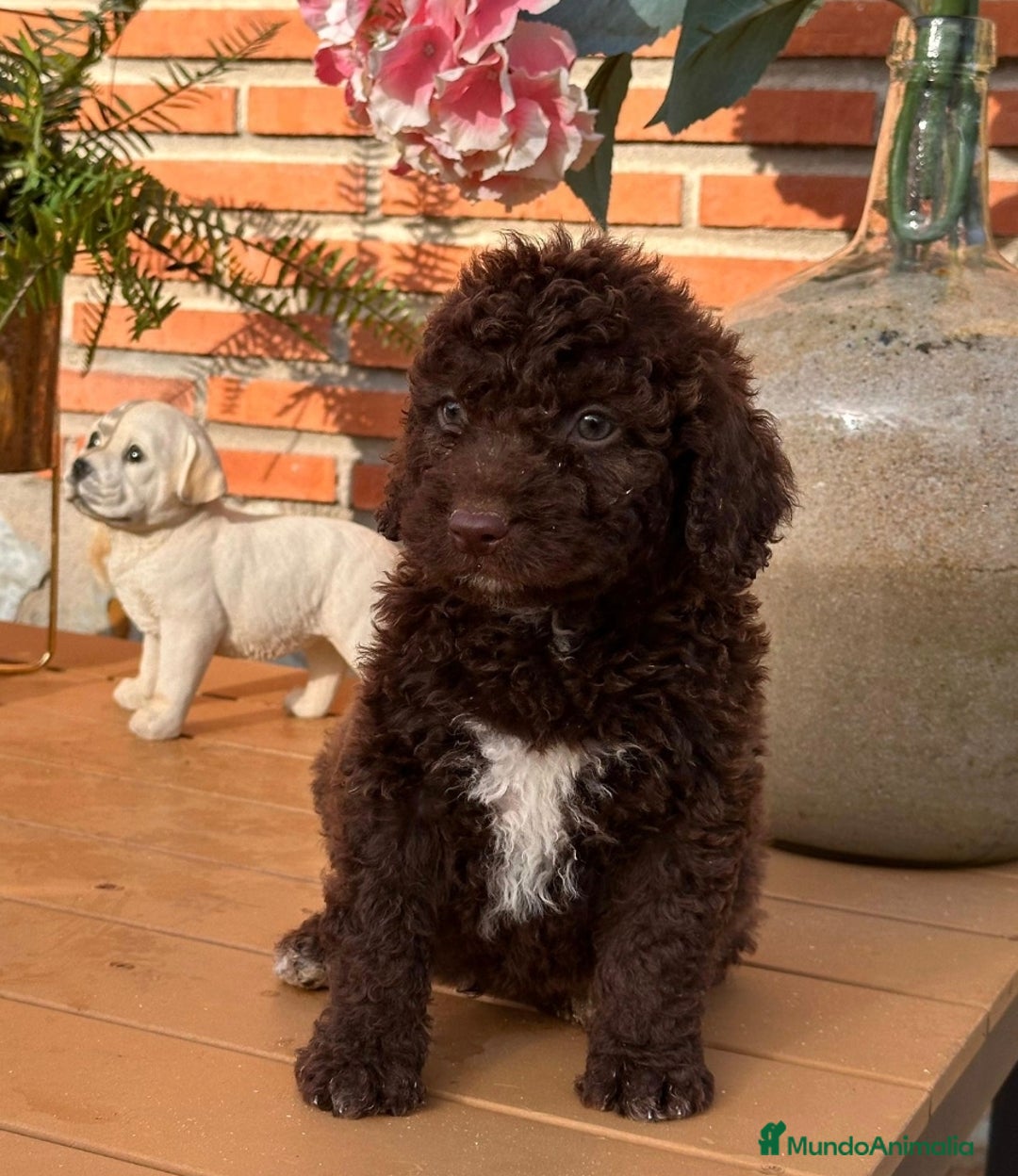 Perro de Agua Español perros en venta: Cachorritos de perro de aguas. Varios colores - Anuncio 3