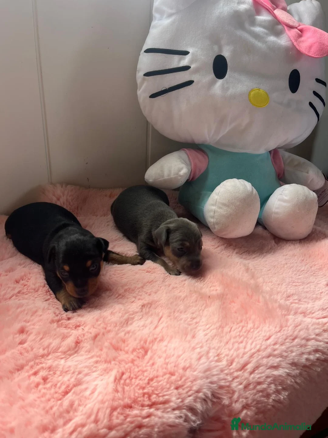 Ratón de Praga perros en venta: Raton de praga - Anuncio 2